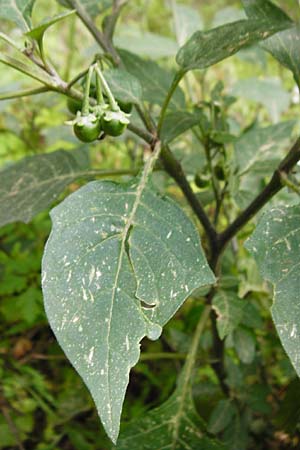 Solanum chenopodioides \ Gnsefublttriger Nachtschatten, Zierlicher Nachtschatten / Whitetip Nightshade, Goosefoot Nightshade, Kreta/Crete Aradena - Schlucht / Gorge 4.4.2015
