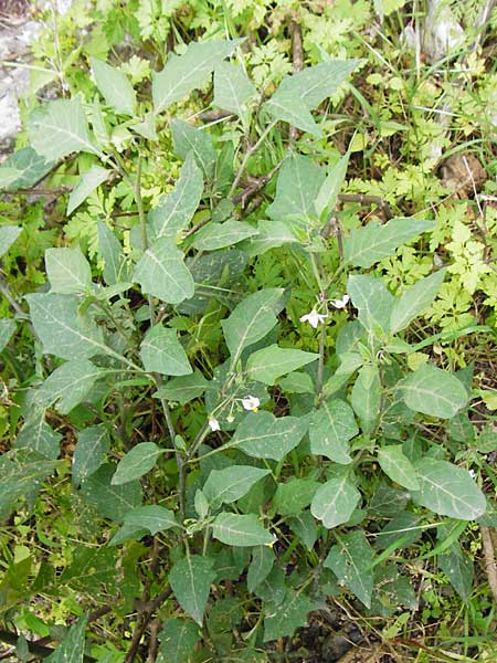 Solanum chenopodioides \ Gnsefublttriger Nachtschatten, Zierlicher Nachtschatten / Whitetip Nightshade, Goosefoot Nightshade, Kreta/Crete Aradena - Schlucht / Gorge 4.4.2015