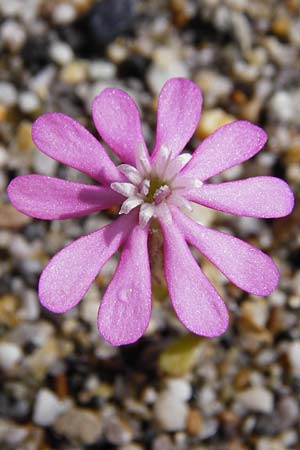 Silene colorata \ Farbiges Leimkraut / Mediterranean Catchfly, Kreta/Crete Plakias Strand/Beach 6.4.2015
