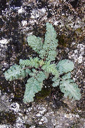 Scrophularia lucida \ Gl&auml;nzende Braunwurz / Shining-Leaved Figwort, Kreta/Crete Kritsa 11.4.2015