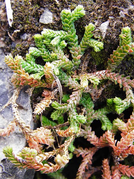 Selaginella denticulata \ Gez&auml;hnter Moosfarn / Tooth-Leaved Clubmoss, Kreta/Crete Arhanes, Jouhtas 30.3.2015