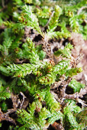 Selaginella denticulata \ Gez&auml;hnter Moosfarn / Tooth-Leaved Clubmoss, Kreta/Crete Zakros - Schlucht / Gorge 8.4.2015