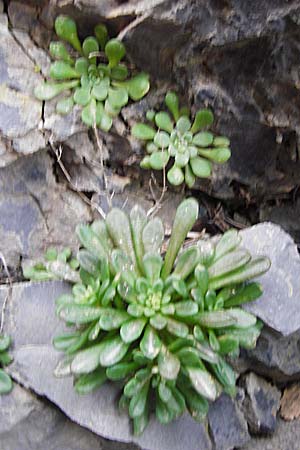 Sedum creticum \ Kretischer Mauerpfeffer / Cretan Stonecrop, Kreta/Crete Kotsifou - Schlucht / Gorge 2.4.2015