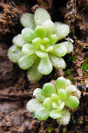 Sedum creticum \ Kretischer Mauerpfeffer / Cretan Stonecrop, Kreta/Crete Aradena - Schlucht / Gorge 4.4.2015