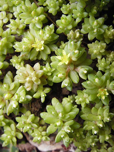 Sedum litoreum \ Strand-Mauerpfeffer / Coastal Stonecrop, Kreta/Crete Aradena - Schlucht / Gorge 4.4.2015
