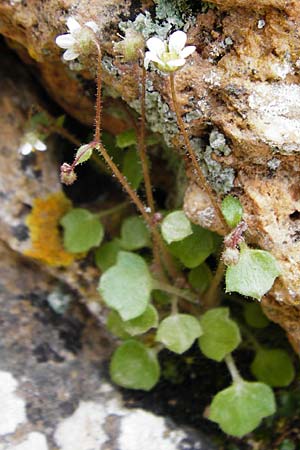 Saxifraga hederacea \ Efeubl&auml;ttriger Steinbrech / Ivy-Leaved Saxifrage, Kreta/Crete Aradena 4.4.2015