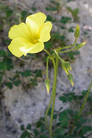 Oxalis pes-caprae \ Nickender Sauerklee / Bermuda Buttercup, Kreta/Crete Knossos 1.4.2015