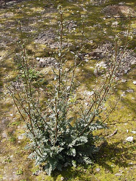Scrophularia lucida \ Gl&auml;nzende Braunwurz / Shining-Leaved Figwort, Kreta/Crete Knossos 30.3.2015