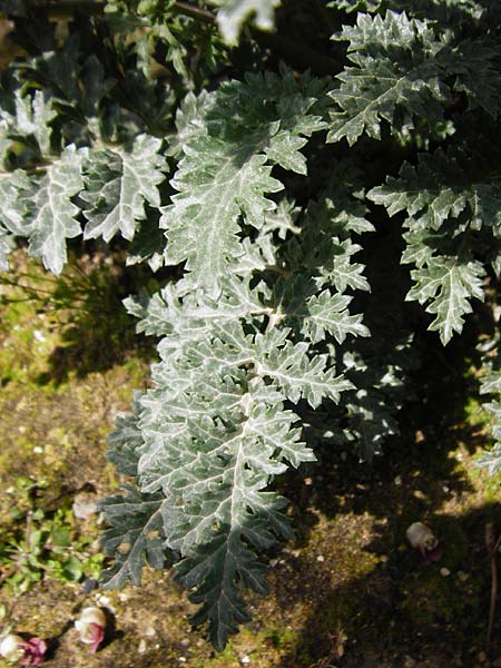 Scrophularia lucida \ Gl&auml;nzende Braunwurz / Shining-Leaved Figwort, Kreta/Crete Knossos 30.3.2015