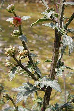 Scrophularia lucida \ Gl&auml;nzende Braunwurz / Shining-Leaved Figwort, Kreta/Crete Knossos 30.3.2015