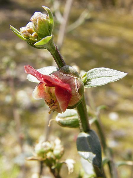 Scrophularia lucida \ Gl&auml;nzende Braunwurz / Shining-Leaved Figwort, Kreta/Crete Knossos 30.3.2015