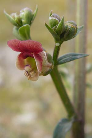 Scrophularia lucida \ Gl&auml;nzende Braunwurz / Shining-Leaved Figwort, Kreta/Crete Knossos 30.3.2015