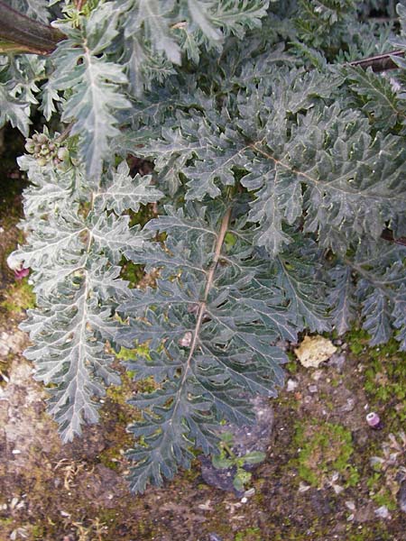 Scrophularia lucida \ Gl&auml;nzende Braunwurz / Shining-Leaved Figwort, Kreta/Crete Knossos 30.3.2015