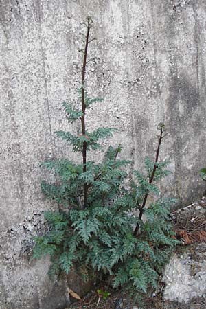 Scrophularia lucida \ Gl&auml;nzende Braunwurz / Shining-Leaved Figwort, Kreta/Crete Choudetsi 1.4.2015