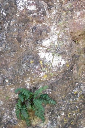 Scrophularia lucida \ Gl&auml;nzende Braunwurz / Shining-Leaved Figwort, Kreta/Crete Kritsa 11.4.2015