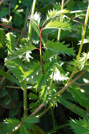 Sanguisorba minor subsp. balearica \ Hckerfrchtiger Wiesenknopf / Small Burnet, Kreta/Crete Agios Vasilios 1.4.2015