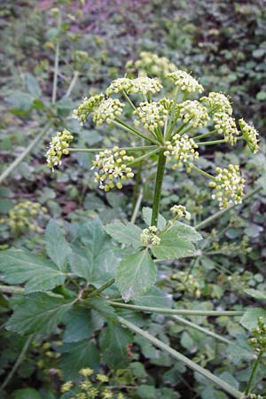 Smyrnium olusatrum \ Gespenst-Gelbdolde, Pferde-Eppich / Alexanders, Kreta/Crete Knossos 31.3.2015