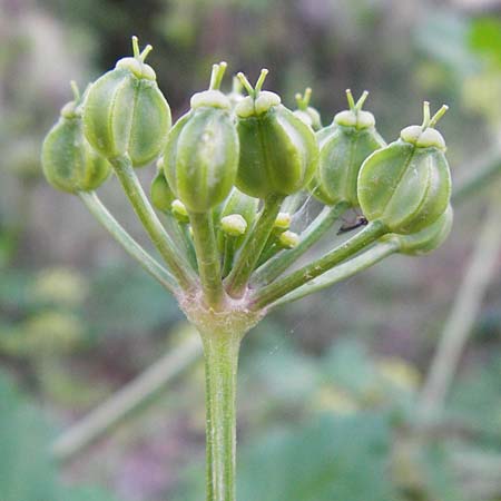 Smyrnium olusatrum \ Gespenst-Gelbdolde, Pferde-Eppich / Alexanders, Kreta/Crete Knossos 31.3.2015