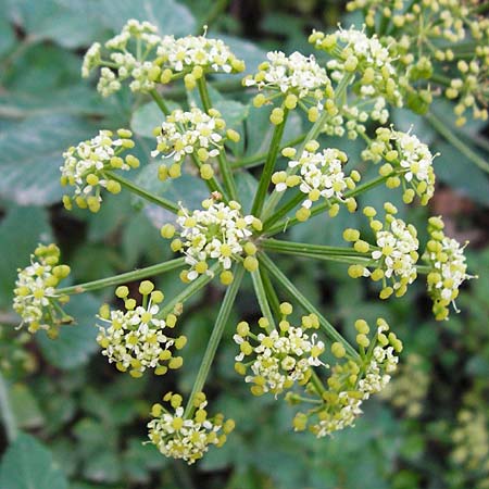 Smyrnium olusatrum \ Gespenst-Gelbdolde, Pferde-Eppich / Alexanders, Kreta/Crete Knossos 31.3.2015