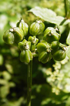 Smyrnium olusatrum \ Gespenst-Gelbdolde, Pferde-Eppich / Alexanders, Kreta/Crete Knossos 1.4.2015