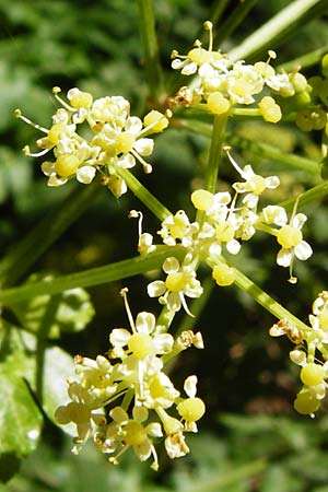 Smyrnium olusatrum \ Gespenst-Gelbdolde, Pferde-Eppich / Alexanders, Kreta/Crete Knossos 1.4.2015