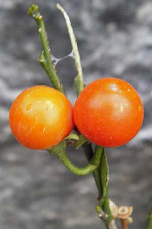 Solanum pseudocapsicum \ Korallen-Bumchen, Korallen-Kirsche / Jerusalem Cherry, Winter Cherry, Kreta/Crete Anogia 2.4.2015