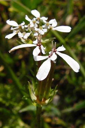 Scandix australis \ S&uuml;dlicher Venuskamm / Southern Shepherd's Needle, Kreta/Crete Arhanes, Jouhtas 30.3.2015