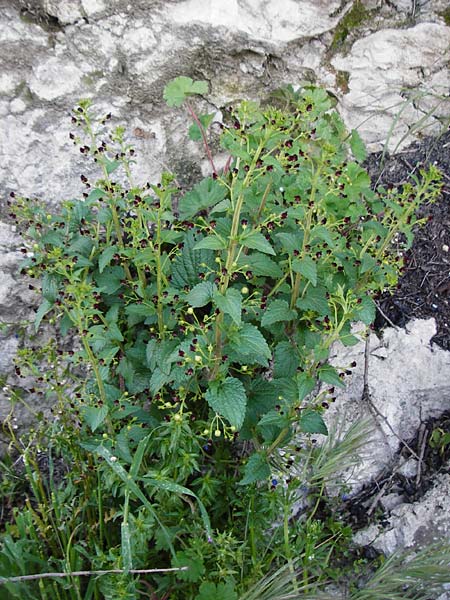Scrophularia peregrina \ Mittelmeer-Braunwurz, Nesselbl&auml;ttrige Braunwurz / Mediterranean Figwort, Kreta/Crete Choudetsi 1.4.2015