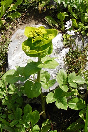 Smyrnium rotundifolium \ Rundbl&auml;ttrige Gelbdolde / Round-Leaved Alexanders, Kreta/Crete Spili 5.4.2015