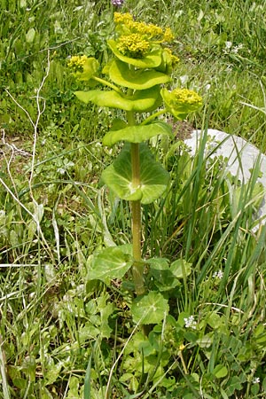 Smyrnium rotundifolium \ Rundbl&auml;ttrige Gelbdolde / Round-Leaved Alexanders, Kreta/Crete Spili 5.4.2015