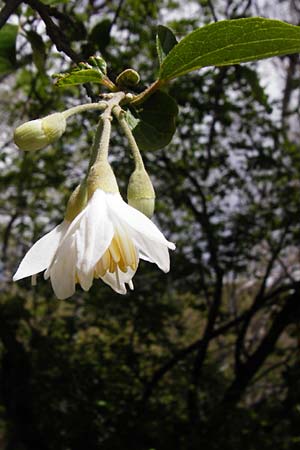 Styrax officinalis \ Echter Styraxbaum / Styrax Tree, Kreta/Crete Preveli 3.4.2015
