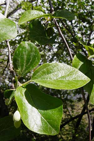 Styrax officinalis \ Echter Styraxbaum / Styrax Tree, Kreta/Crete Preveli 3.4.2015