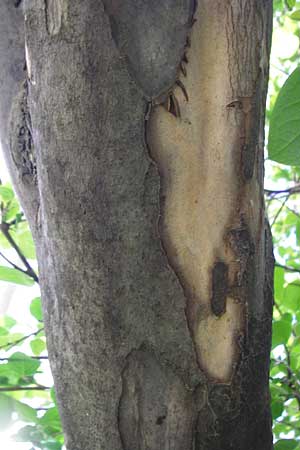 Styrax officinalis \ Echter Styraxbaum / Styrax Tree, Kreta/Crete Preveli 3.4.2015