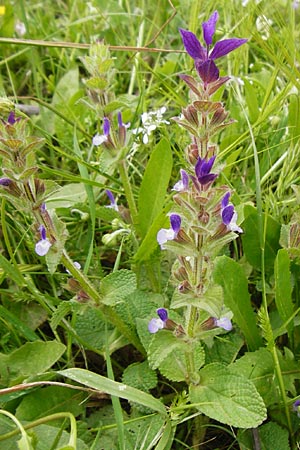 Salvia viridis \ Buntschopf-Salbei / Annual Clary, Kreta/Crete Preveli 3.4.2015