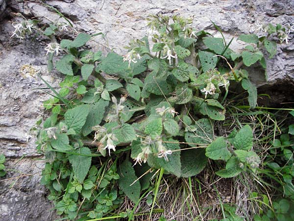 Symphytum creticum \ Kreta-Beinwell / Cretan Gorge Comfrey, Kreta/Crete Kotsifou - Schlucht / Gorge 2.4.2015