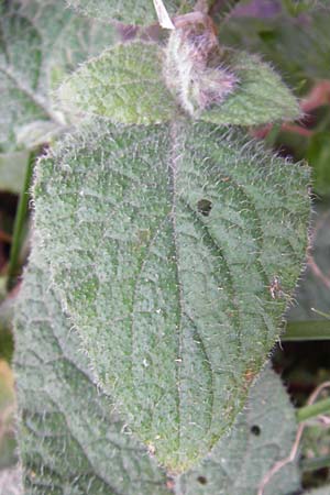 Symphytum creticum \ Kreta-Beinwell / Cretan Gorge Comfrey, Kreta/Crete Kotsifou - Schlucht / Gorge 2.4.2015