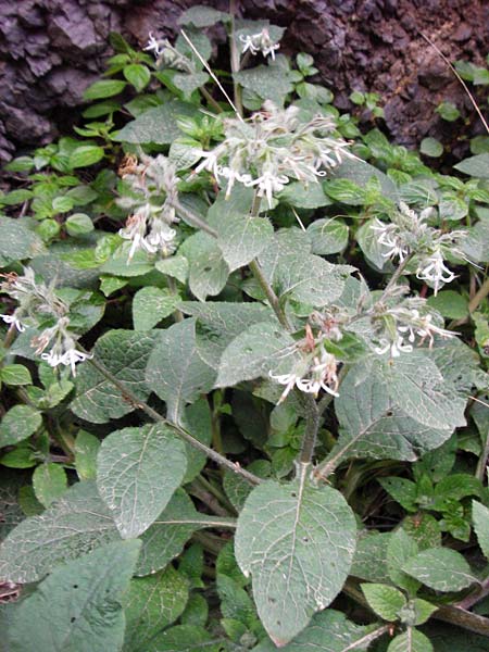 Symphytum creticum \ Kreta-Beinwell / Cretan Gorge Comfrey, Kreta/Crete Kotsifou - Schlucht / Gorge 2.4.2015
