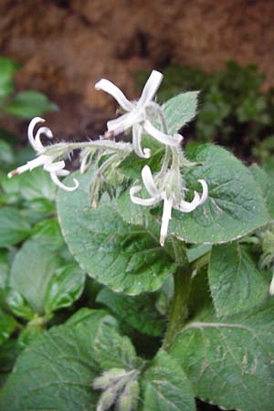 Symphytum creticum \ Kreta-Beinwell / Cretan Gorge Comfrey, Kreta/Crete Kotsifou - Schlucht / Gorge 2.4.2015
