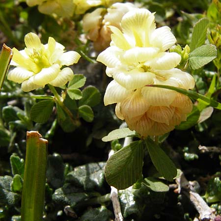 Trifolium campestre \ Gelber Acker-Klee, Feld-Klee / Hop Trefoil, Kreta/Crete Vai 9.4.2015