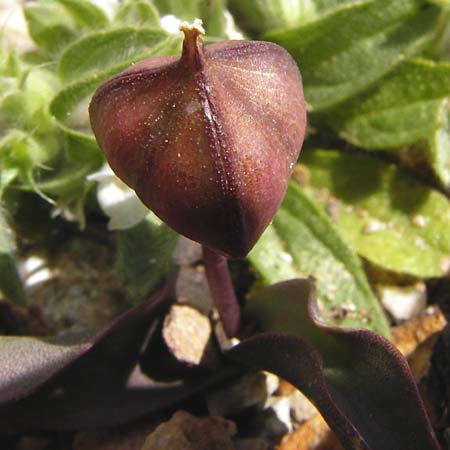 Tulipa cretica \ Kretische Tulpe / Cretan Tulip, Kreta/Crete Vai 9.4.2015