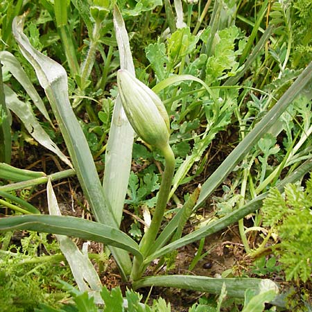 Tulipa doerfleri \ D&ouml;rflers Tulpe / Doerfler's Tulip, Kreta/Crete Spili 5.4.2015