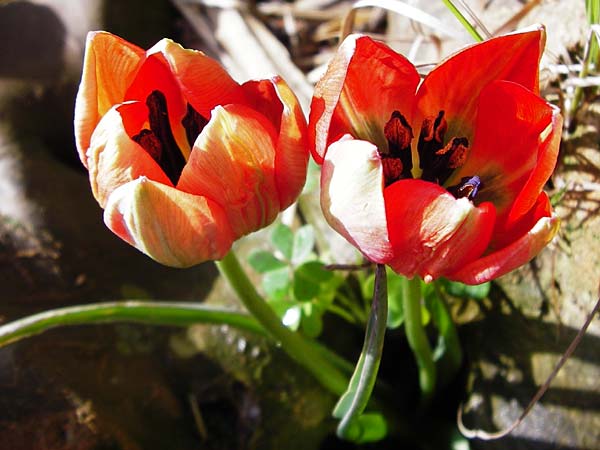 Tulipa doerfleri \ D&ouml;rflers Tulpe / Doerfler's Tulip, Kreta/Crete Spili 9.4.2015