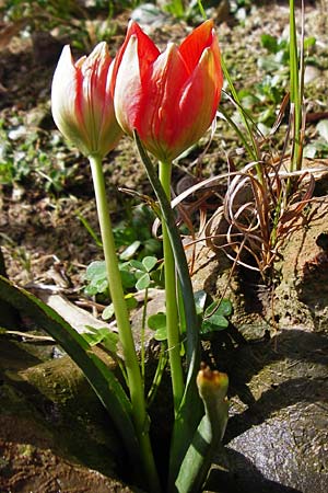 Tulipa doerfleri \ D&ouml;rflers Tulpe / Doerfler's Tulip, Kreta/Crete Spili 9.4.2015