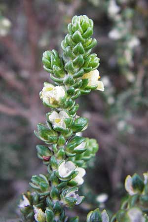 Thymelaea hirsuta \ Behaarte Spatzenzunge / Mitnan, Kreta/Crete Choudetsi 1.4.2015