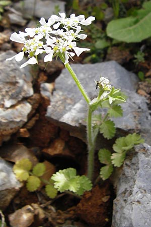 Tordylium apulum \ Apulische Zirmet / Mediterranean Hartwort, Kreta/Crete Arhanes, Jouhtas 30.3.2015