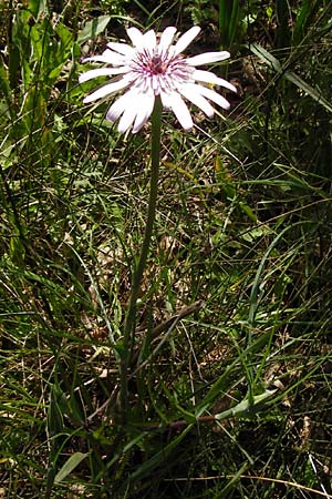 Tragopogon porrifolius subsp. eriospermus \ Wollsamiger Bocksbart, Kreta Armeni 7.4.2015