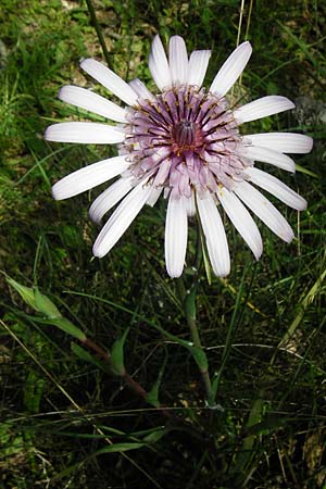 Tragopogon porrifolius subsp. eriospermus \ Wollsamiger Bocksbart, Kreta Armeni 7.4.2015