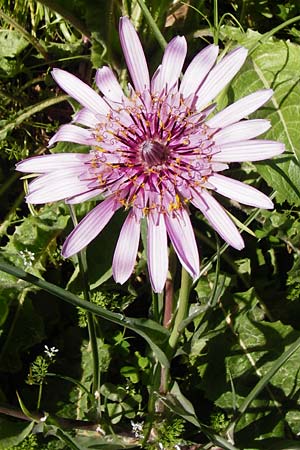Tragopogon porrifolius subsp. eriospermus \ Wollsamiger Bocksbart, Kreta Tilisos 2.4.2015