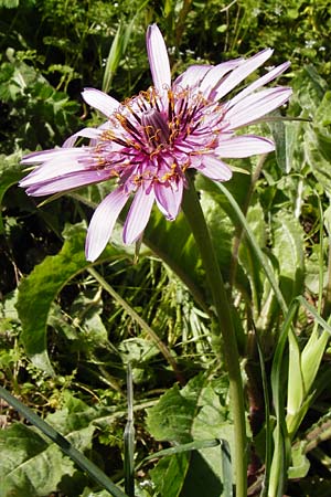 Tragopogon porrifolius subsp. eriospermus \ Wollsamiger Bocksbart, Kreta Tilisos 2.4.2015