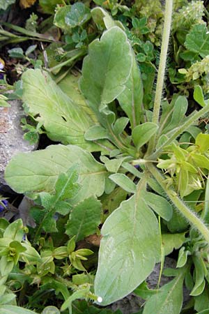 Lomelosia brachiata \ Pal&auml;stina-Skabiose / Tremastelma, Kreta/Crete Moni Kapsa 10.4.2015